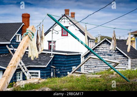 Filetti di merluzzo Atlantico appesi all'aperto come tradizionalmente asciugano per la salatura e la conservazione di inverno in Bonavista Terranova Canada. Foto Stock