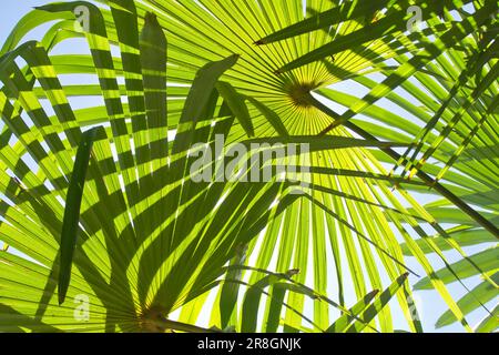 The lush green palm leaves against a vibrant blue sky Foto Stock