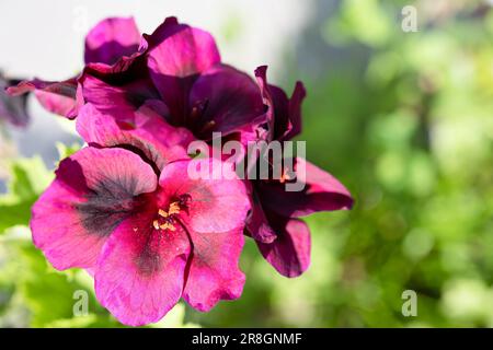 Primo piano del pelorgonio di geranio di Ivy. Fiori rossi rosa. Foto Stock