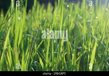 Prato verde fresco con gocce di rugiada primo piano. Splendida consistenza in erba verde, sfondo naturale astratto sfocato Foto Stock