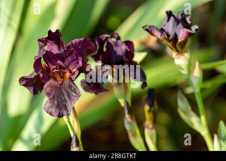 Iris viola scuro in fiore a maggio Foto Stock
