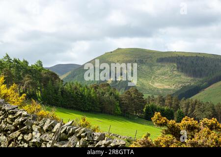 Newby kipps Hill vicino Peebles Scottish Borders, Scozia Foto Stock