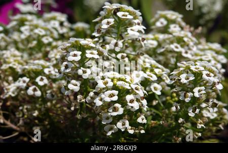 Fiori Alyssum fiorisce con piccoli fiori bianchi. Foto Stock