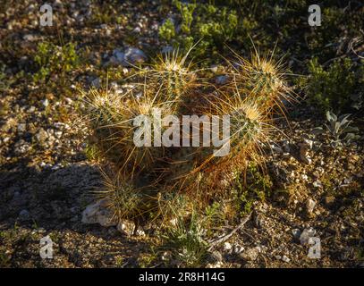 Un Cactus di riccio delle fragole sul William Canyon Overlook Trail presso l'Anza Borrego Desert State Park, California Foto Stock