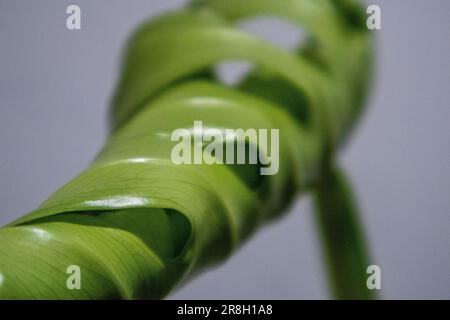 Foglie di Monstera Deliciosa che si svelano Foto Stock