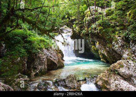 Escursioni nel bellissimo bosco acquatico Sunik in Slovenia Foto Stock