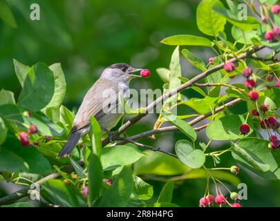 Un cappellino eurasiatico, Sylvia atricapilla, maschio adulto che mangia una bacca rossa da un'ombra, Amelanchier, un uccello di alto livello che attira la pianta, Germania Foto Stock