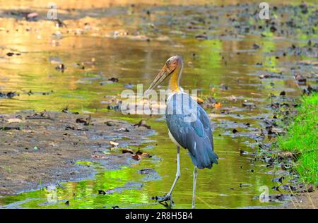 Parco Nazionale di Bandhavgarh | uccello minore Adjutant sulle acque paludose Foto Stock