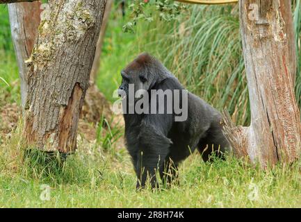 western Lowland silverback Gorilla camminando attraverso la giungla incorniciata tra due alberi Foto Stock