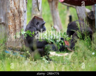 Profilo laterale di un gorilla argentata di pianura occidentale seduta appoggiata su un albero guardando contenuto accanto un grande ramo pieno di foglie. Foto Stock