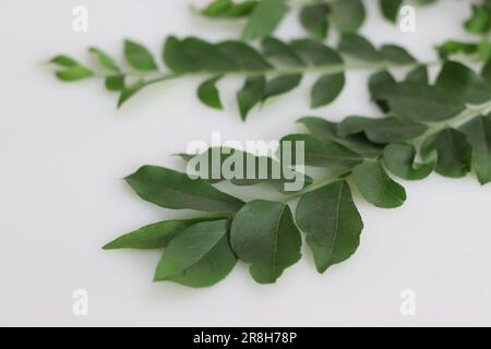 Le foglie di curry sono il fogliame dell'albero di curry o di Murraya koenigii. Sono altamente aromatici e hanno un sapore unico con note di agrumi. Sono u Foto Stock