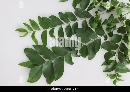 Le foglie di curry sono il fogliame dell'albero di curry o di Murraya koenigii. Sono altamente aromatici e hanno un sapore unico con note di agrumi. Sono u Foto Stock