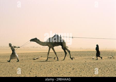 Sudan. Nubia. Vita quotidiana nel deserto di Bayuda Foto Stock