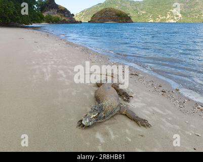 Un drago di Komodo, Varanus komodoensis, si trova su una remota spiaggia nel Parco Nazionale di Komodo, Indonesia. Questa specie è la più grande lucertola esistente sulla Terra. Foto Stock