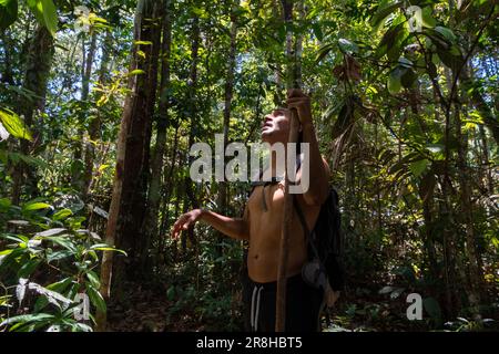 Una guida di un uomo latino-americano nella foresta amazzonica dell'Ecuador, Tena, camminando e spiegando le cose sull'ambiente durante un tour attraverso un prim Foto Stock