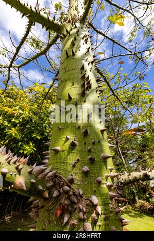Primo piano delle spine protettive su un tronco di alberi di Ceiba - Harvest Caye, Belize Foto Stock