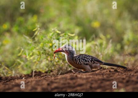 Southern Red Billed Hornbill mangiare un insetto nel Parco Nazionale di Kruger, Sud Africa; specie Tockus rufirostris famiglia di Bucherotidae Foto Stock