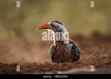 Southern Red Billed Hornbill grooming in sabbia all'alba nel parco nazionale di Kruger, Sudafrica; specie Tockus rufirostris famiglia di Bucherotidae Foto Stock