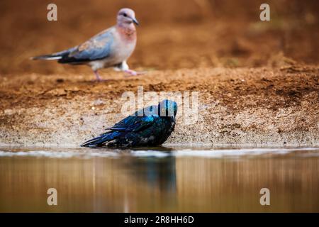 Cape Glossy Starling bagno nella buca d'acqua nel Parco Nazionale di Kruger, Sud Africa ; specie Lamprotornis nitens famiglia di Sturnidae Foto Stock