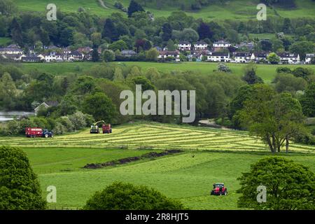 Haymaking - (forager guidato su campi agricoli, caricamento di rimorchi di riempimento, linee di erba tagliata, agricoltori che guidano e lavorano) - Otley, Yorkshire, Inghilterra, Regno Unito. Foto Stock