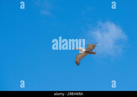 Un gabbiano bianco si innalza in un bel cielo blu chiaro, la sua apertura alare si allarga mentre scivola dolcemente nell'aria Foto Stock