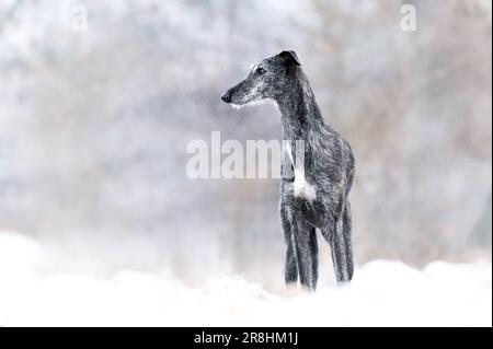 Sighthound in un paesaggio innevato Foto Stock