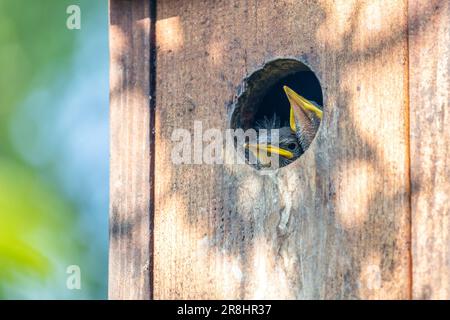 Due piccoli uccelli che scappano fuori da una birdhouse Foto Stock