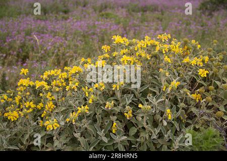 Fiori tubulari gialli e foglie pelose della salvia di Gerusalemme Foto Stock