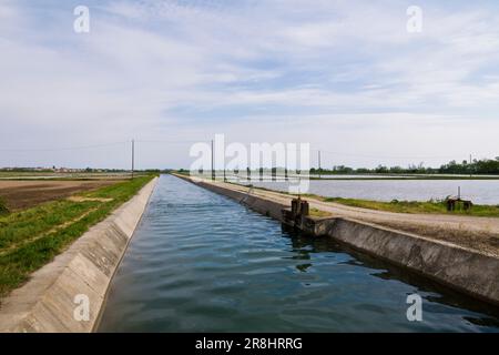 Campo di riso. Cassolnovo (pv) Foto Stock