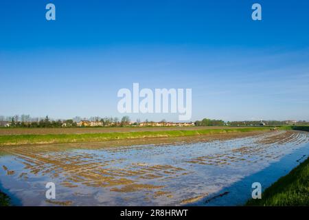 Campo di riso. Cassolnovo (pv) Foto Stock