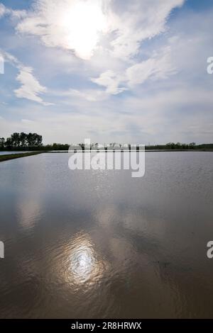 Campo di riso. Cassolnovo (pv) Foto Stock