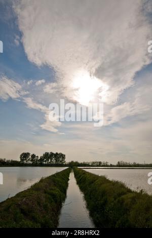 Campo di riso. Cassolnovo (pv) Foto Stock