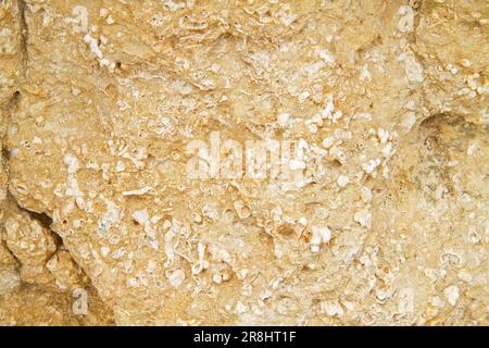 Dettaglio di una roccia calcarea con molte piccole conchiglie fossili Foto Stock