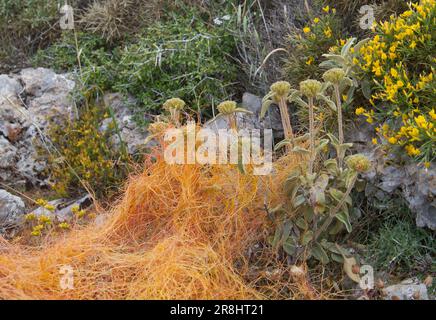 Common Dodder, una pianta parassita che si arrampica sulla salvia di Gerusalemme, una massa di steli da viola a rossiccio simili a fili Foto Stock