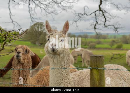 Due lama bagnate che si affacciano su una recinzione all'inizio della primavera Foto Stock