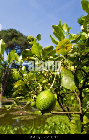 Limone. Villa Taranto. Pallanza. Italia Foto Stock