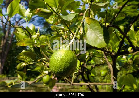 Limone. Villa Taranto. Pallanza. Italia Foto Stock