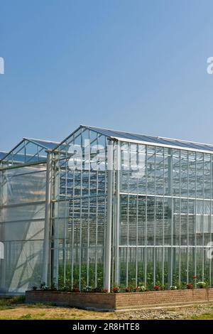 Eggplant crescente. Serra solare fotovoltaica. Merlino Azienda agricola San Maurizio. Merlino. Provincia di Lodi. Italia Foto Stock