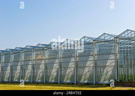 Eggplant crescente. Serra solare fotovoltaica. Merlino Azienda agricola San Maurizio. Merlino. Provincia di Lodi. Italia Foto Stock