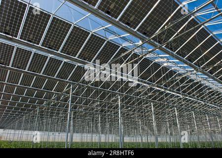 Eggplant crescente. Serra solare fotovoltaica. Merlino Azienda agricola San Maurizio. Merlino. Provincia di Lodi. Italia Foto Stock