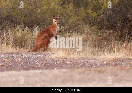 Wallaroo comune - Osphranter robusta anche chiamato euro o collina wallaroo, per lo più notturno e solitario, forte rumore sibilante, sessualmente dimorfico, come m Foto Stock