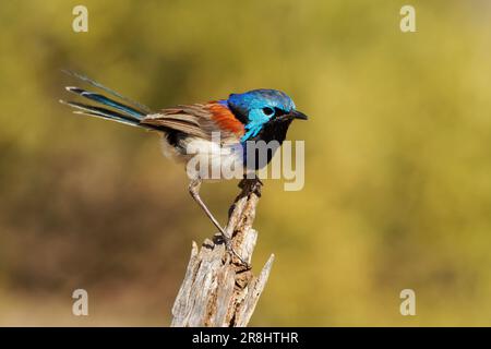 Fairywren con supporto viola - Malurus assimilis uccello originario dell'Australia, maschio riproduttore dai colori vivaci ha spalle di castagno e corona azzurra e female Foto Stock