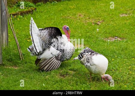 Turchia. Museo Ballenberg. Hofstetten. Svizzera Foto Stock