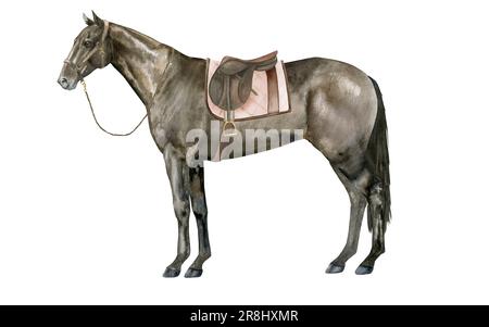 Illustrazione ad acquerello di un cavallo inglese della baia purosangue sotto una sella marrone che indossa un halter marrone. Isolato. Per stampe sul tema di Foto Stock