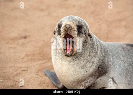 La foca del Capo sbadiglia sulla costa di Skeleton nell'oceano Atlantico meridionale, Colonia di foche di Cape Cross, Namibia. Foto Stock