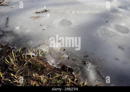 Transizione verso la primavera, Weitnau. Germania Foto Stock