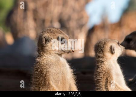 Carino animali surikate meerkats. Fury meerkat sta tenendo d'occhio. Foto Stock