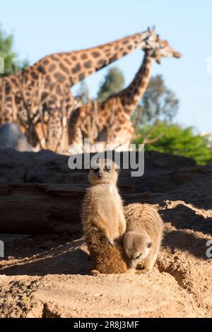 Carino animali surikate meerkats. Fury meerkat sta tenendo d'occhio. Foto Stock