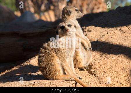 Carino animali surikate meerkats. Fury meerkat sta tenendo d'occhio. Foto Stock