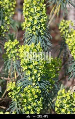 Euphorbia chracias subsp. Wulfenii fiori in primavera. Foto Stock